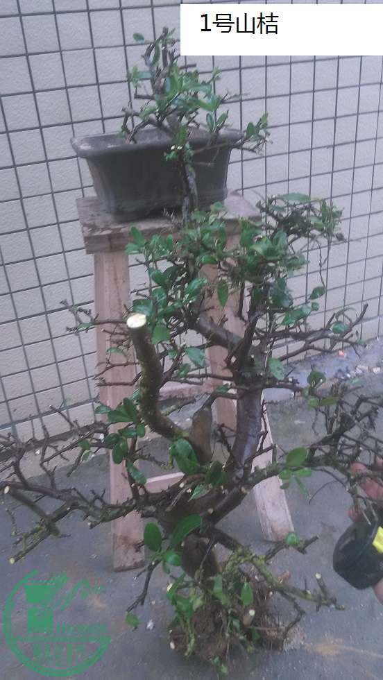 QQͼƬ20160127195921.jpg