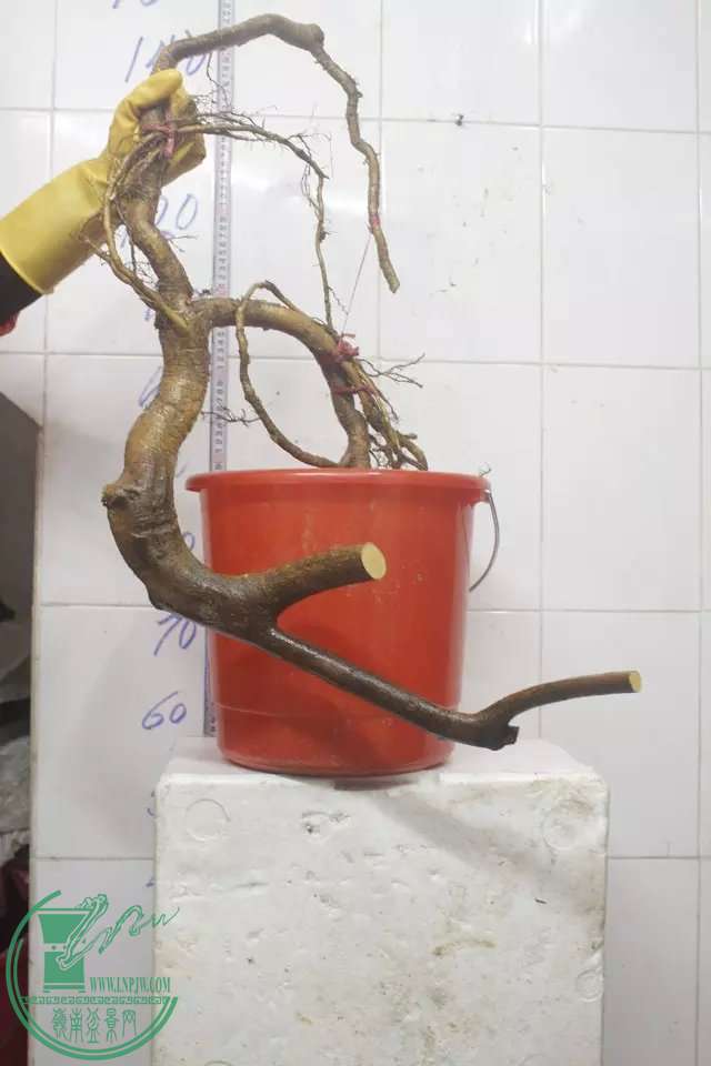 psb (4).jpg