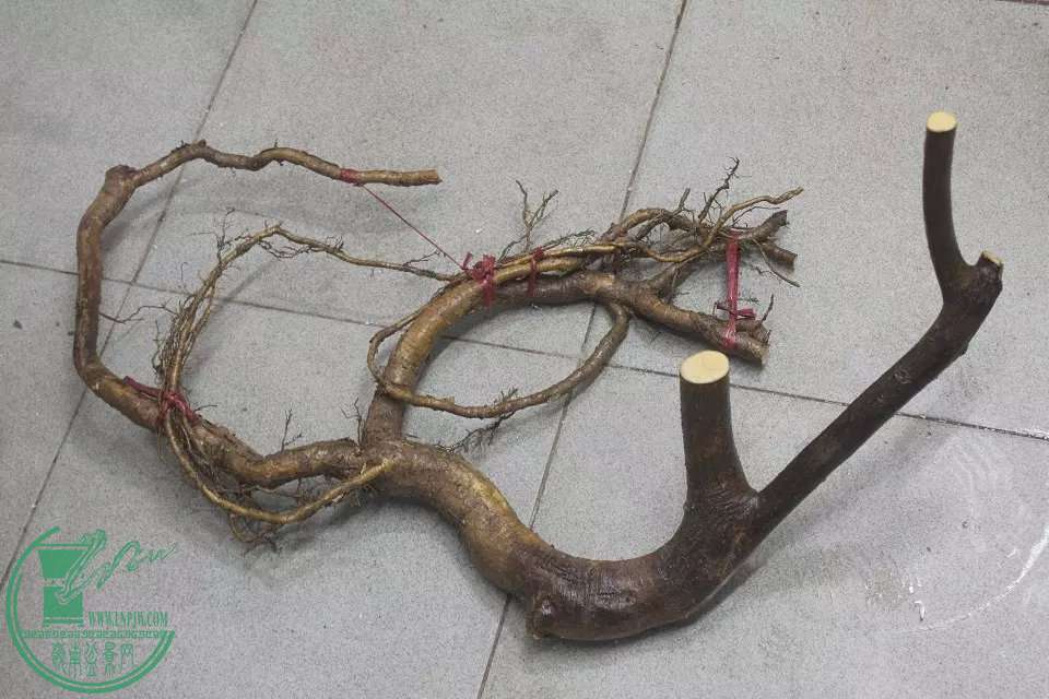 psb.jpg