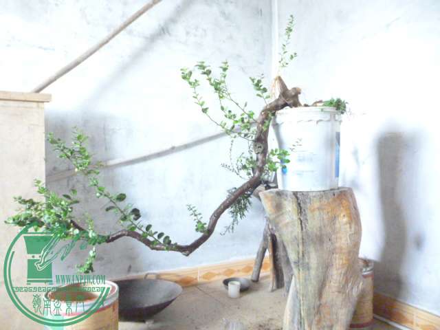 P1160310.JPG