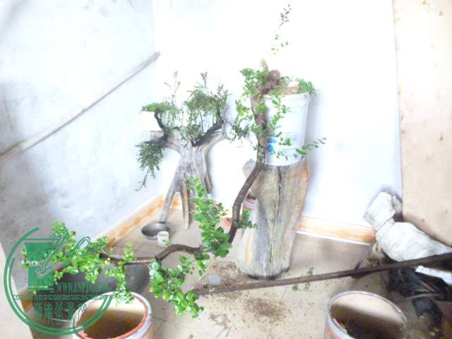 P1160311.JPG