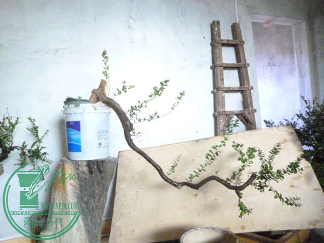 P1160314.JPG