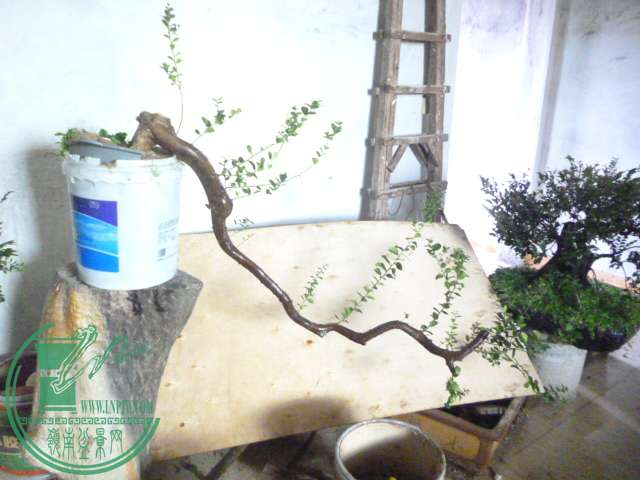P1160319.JPG