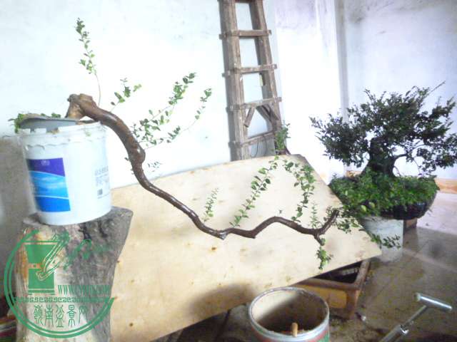 P1160320.JPG