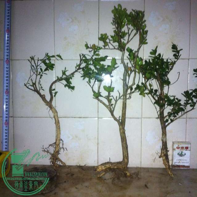 AFAC8433-5D1B-47FB-AB2C-A6BCD8895A56.JPG