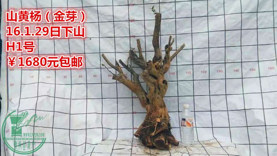 psb (1)_.jpg