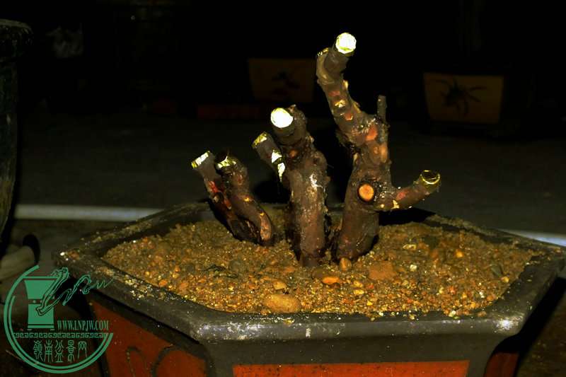 DSCF2662.JPG