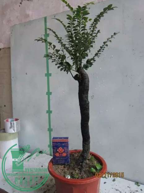 psb (1).jpg