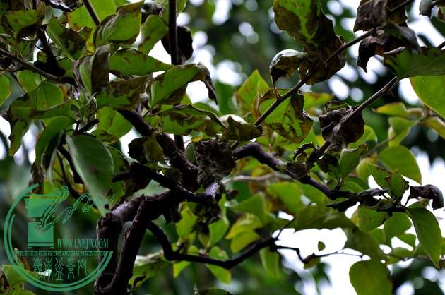 DSC_0011.JPG