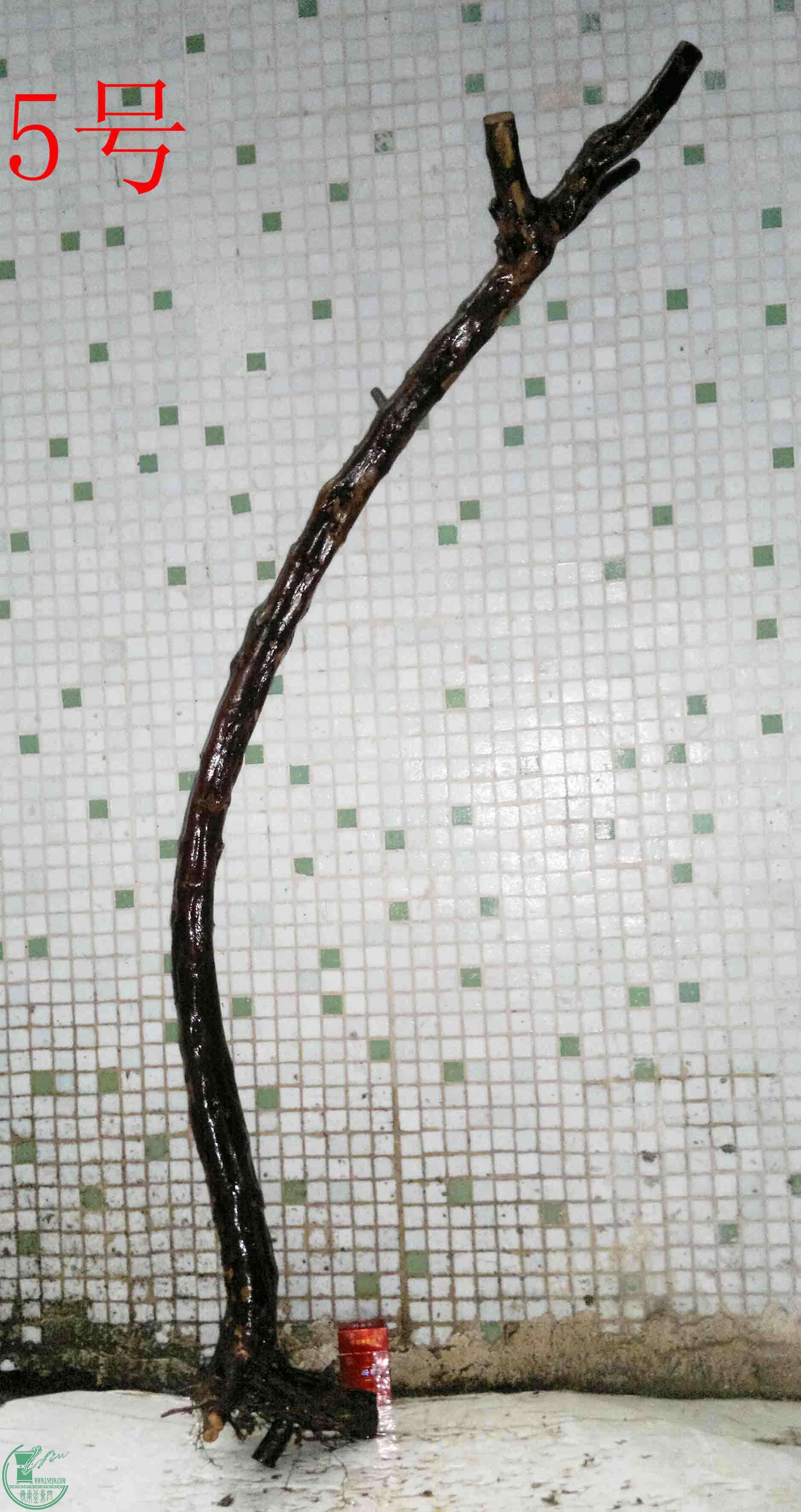 201601319247.jpg