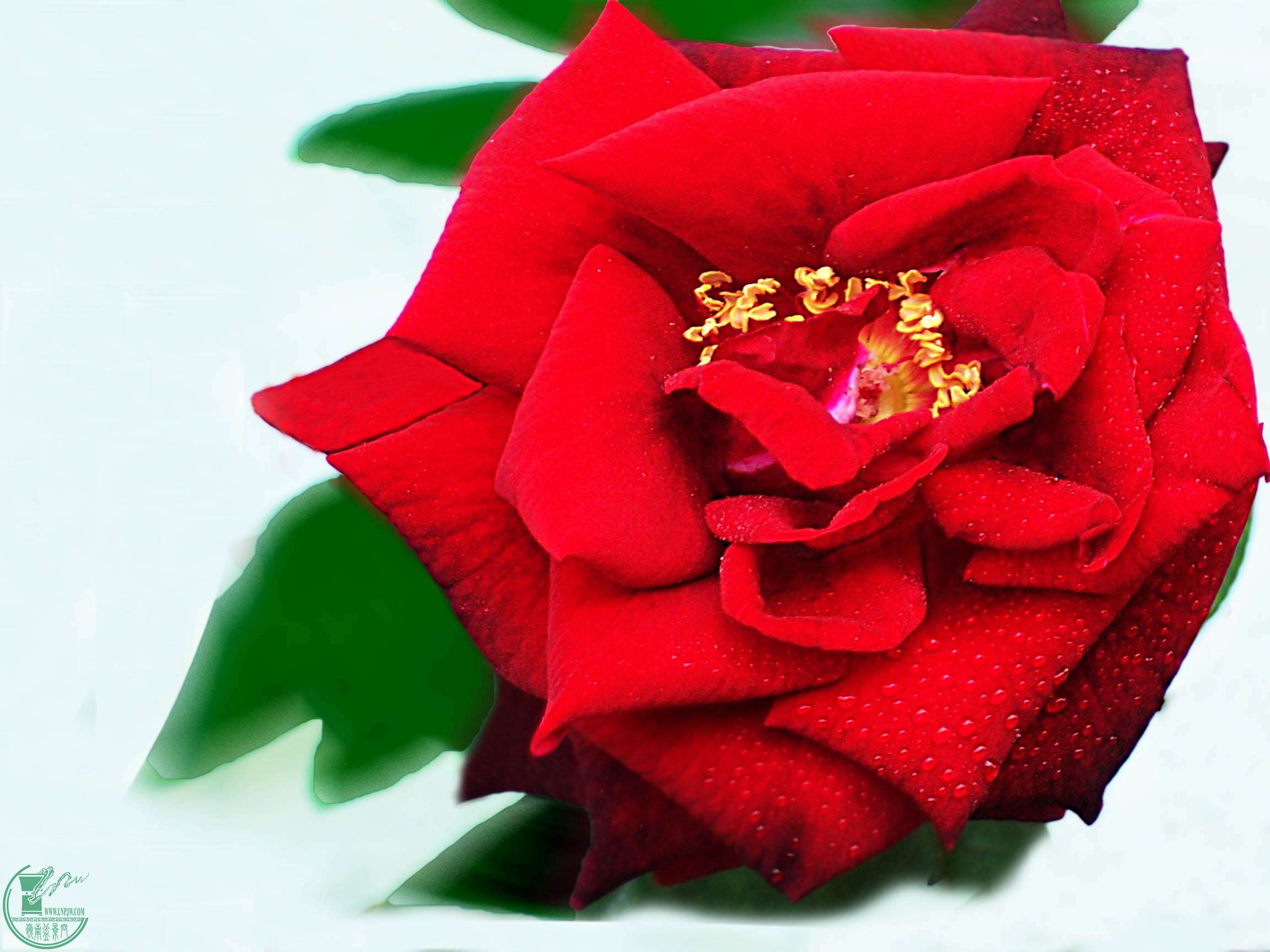100_5115.jpg