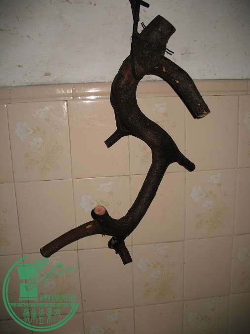 009.JPG