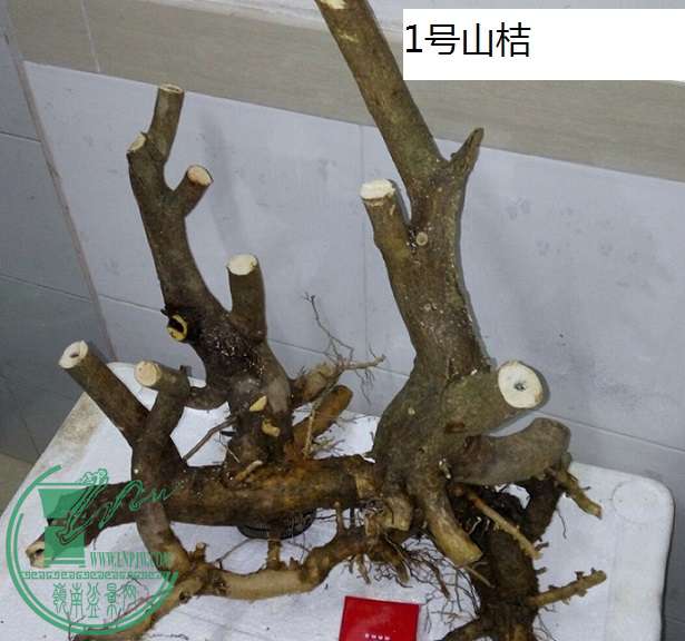 QQͼƬ20160202201107.jpg