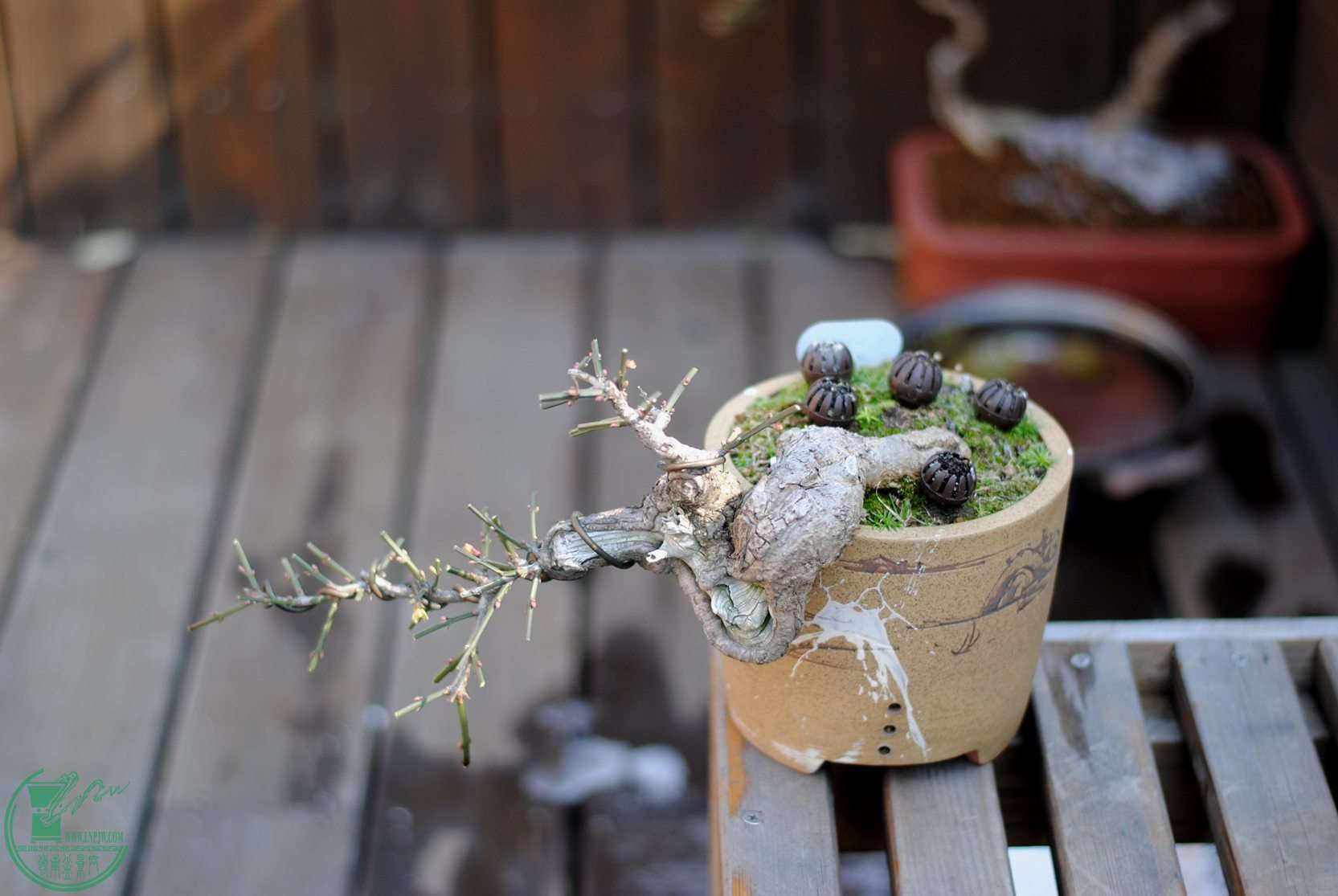 DSC_1581.JPG