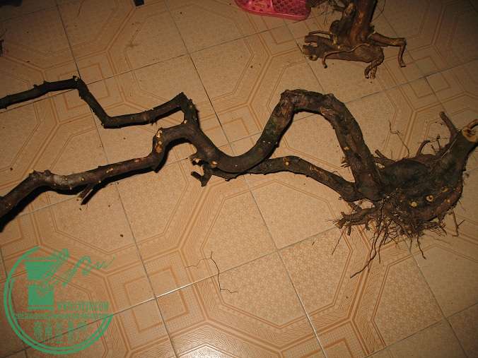 060.JPG