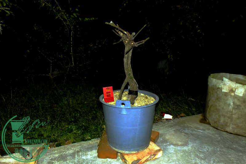 DSCF2666.JPG