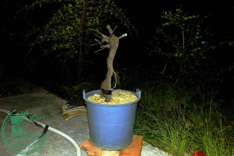 DSCF2667.JPG