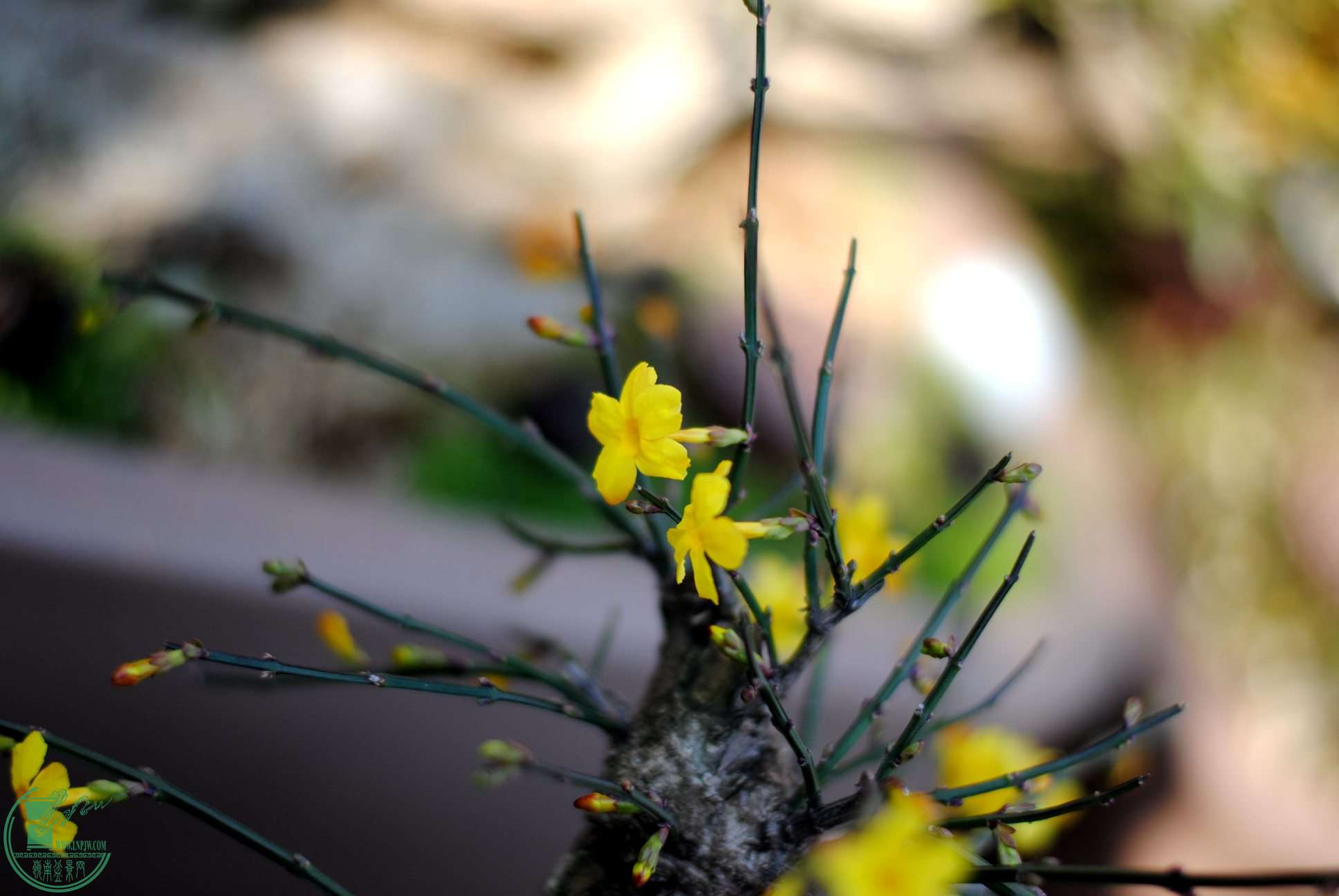 DSC_1800.JPG