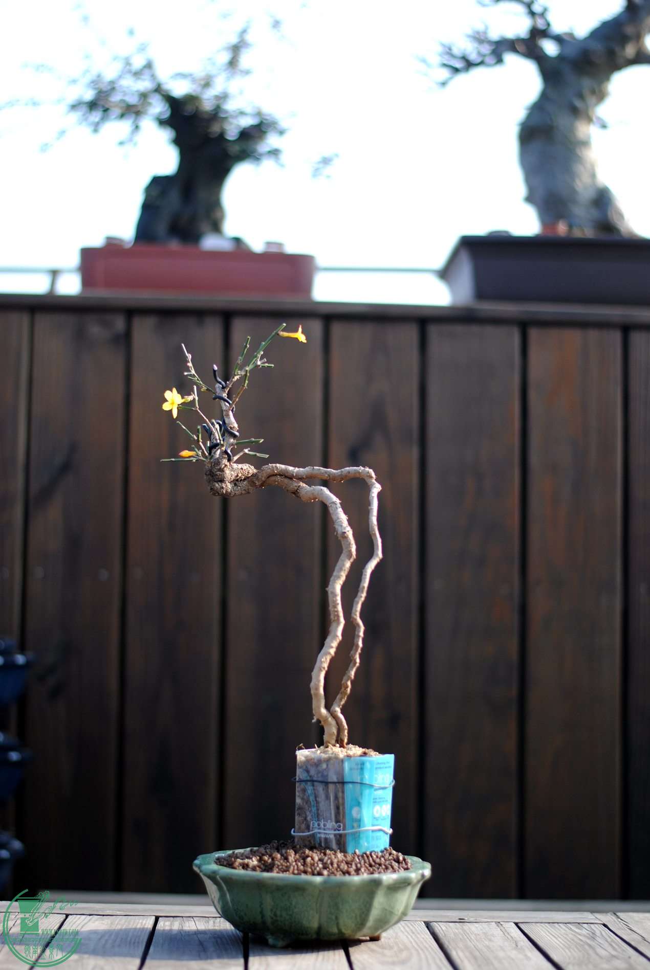 DSC_1915.JPG