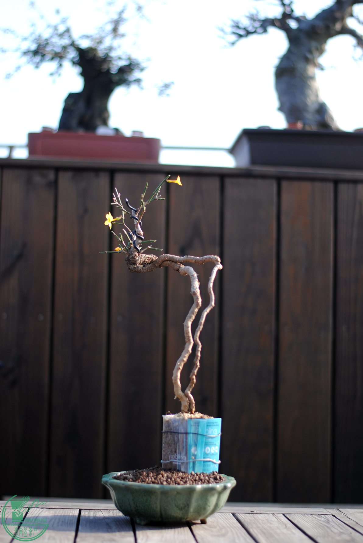 DSC_1917.JPG