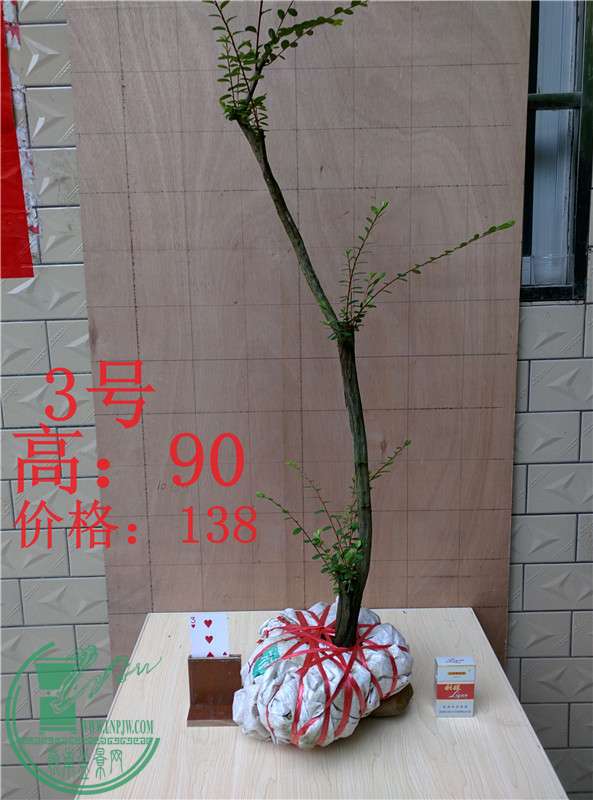 02.jpg