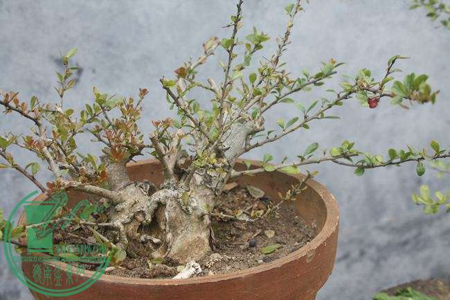 Ƭ20131026ۺ 743.jpg