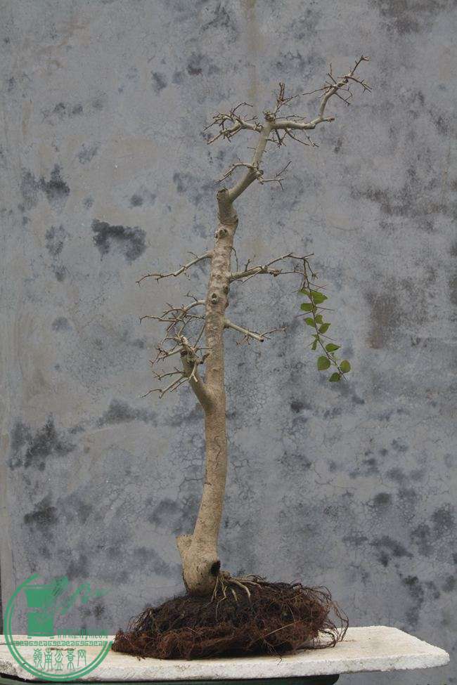Ƭ20131026ۺ 731.jpg