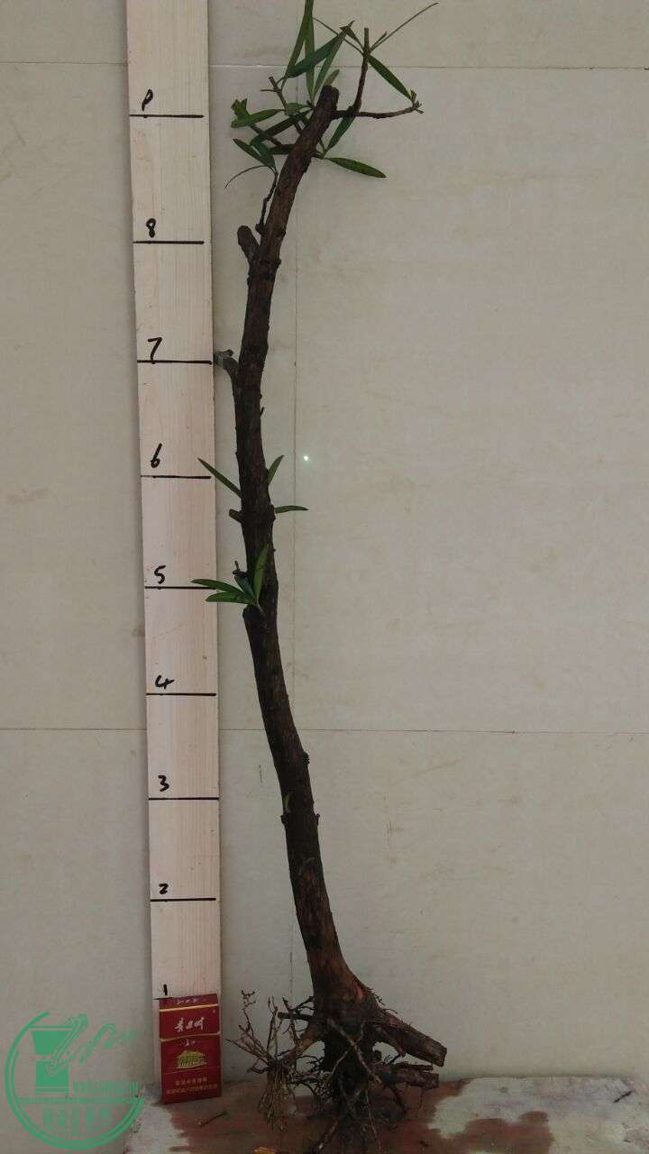 QQͼƬ20160216191819.jpg