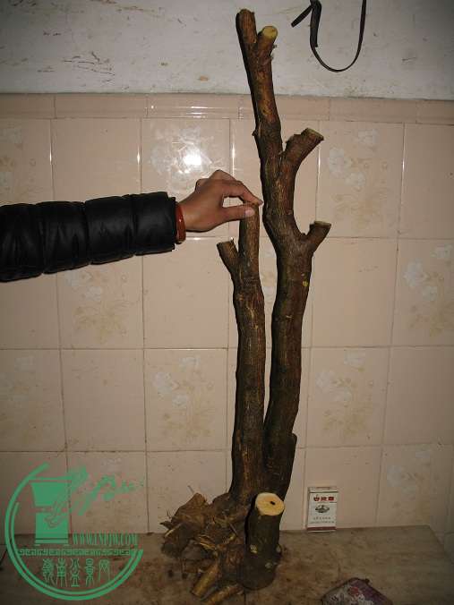 020.JPG