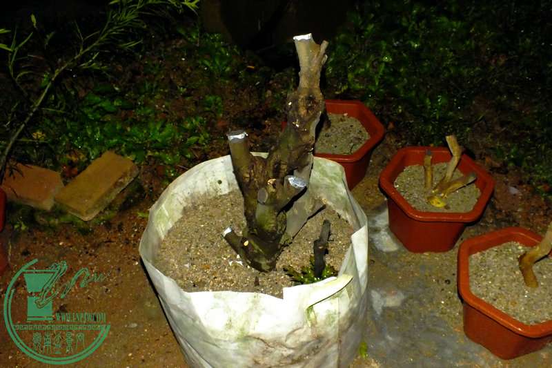 DSCF2677.JPG