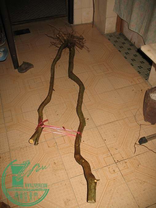 036.JPG