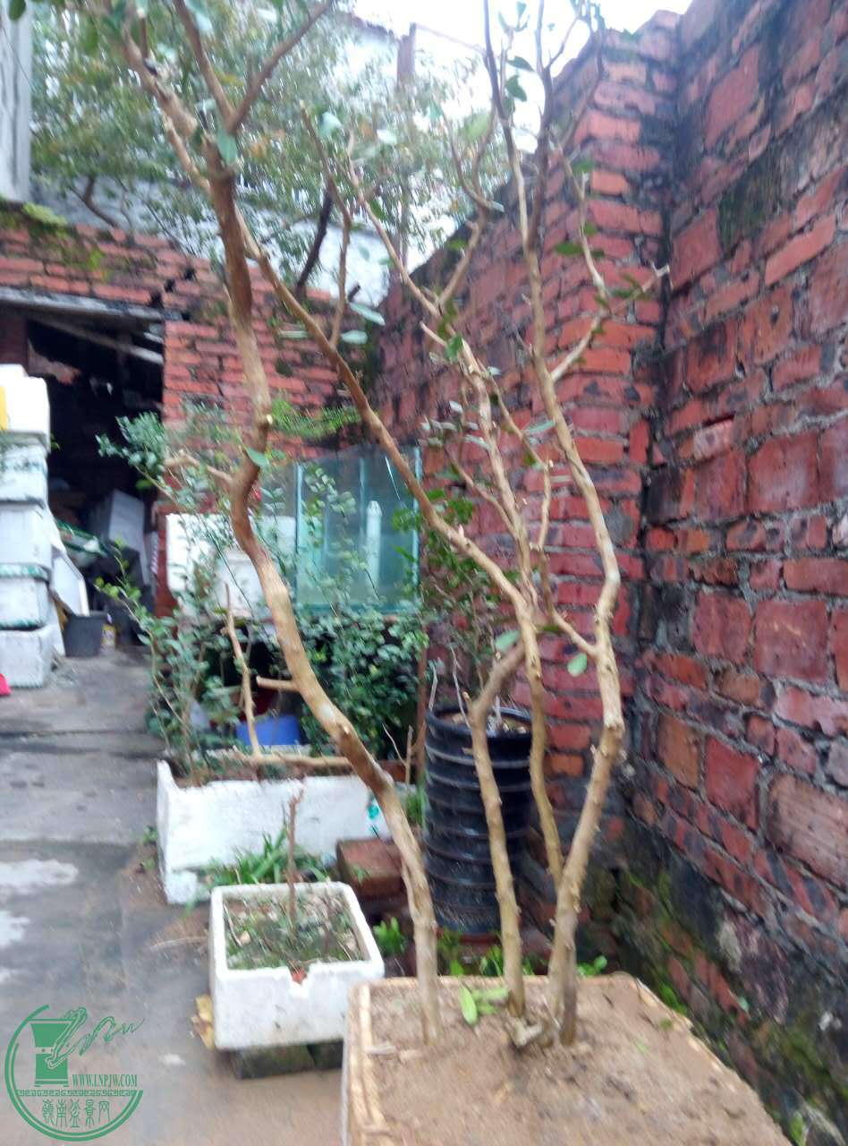 82.jpg