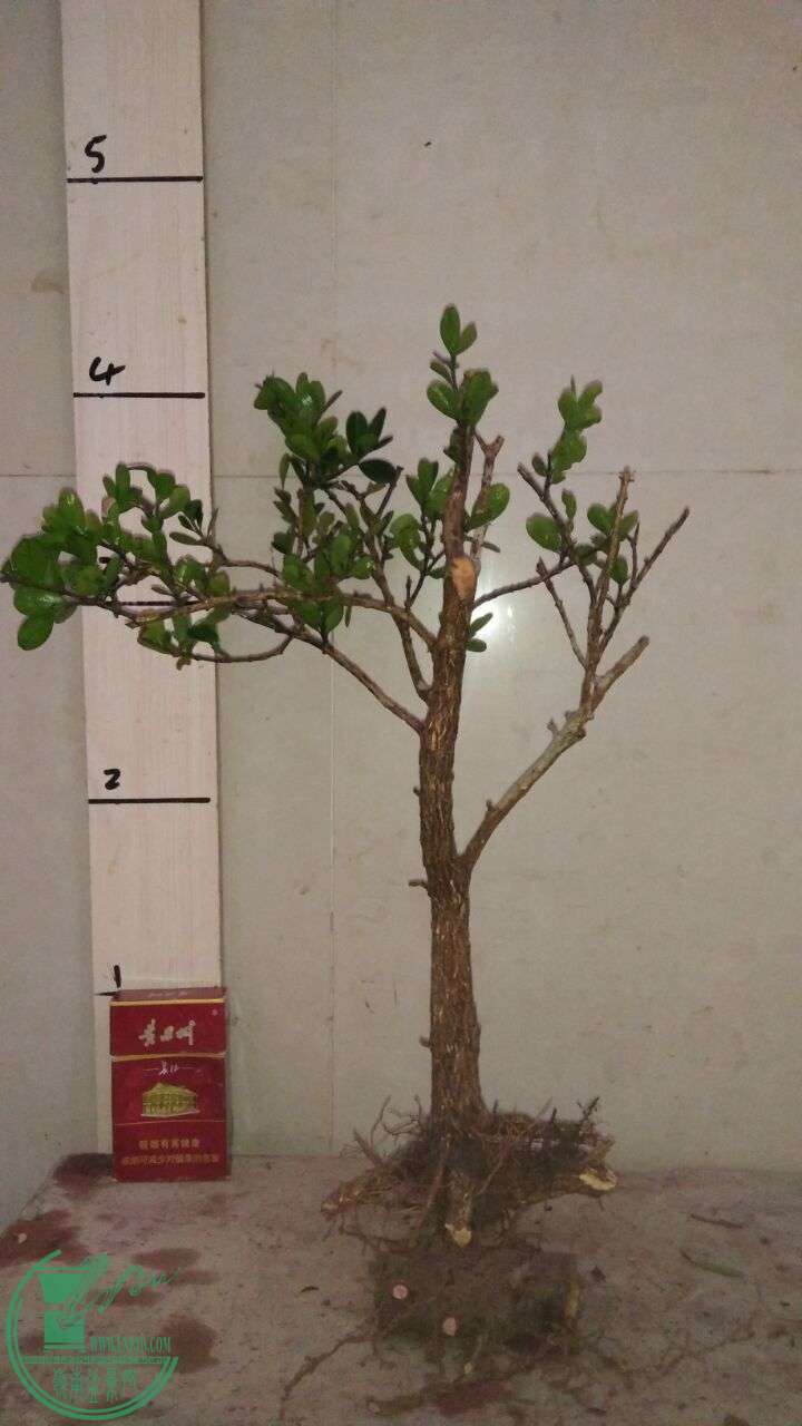 QQͼƬ20160219190415.jpg
