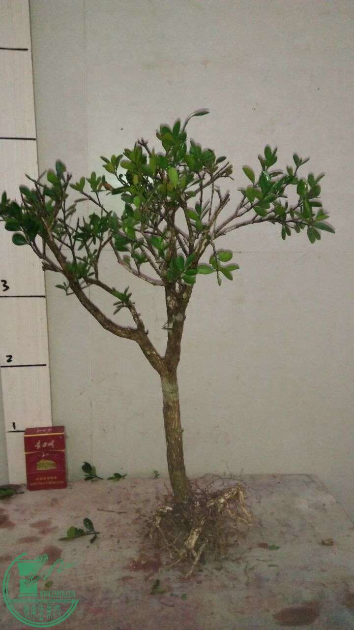 QQͼƬ20160219190350.jpg