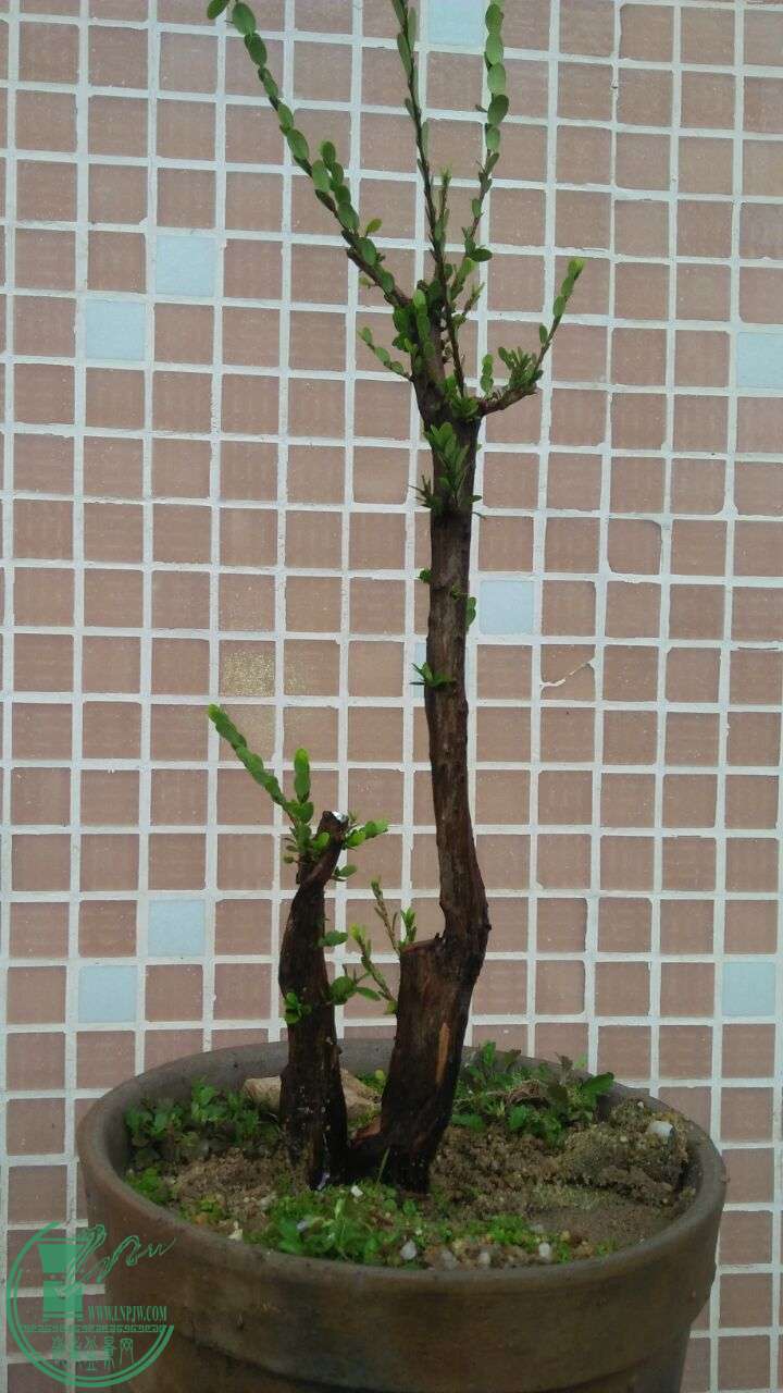 QQͼƬ20160219190507.jpg