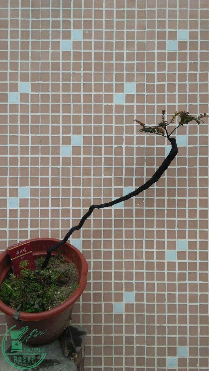 QQͼƬ20160219190437.jpg