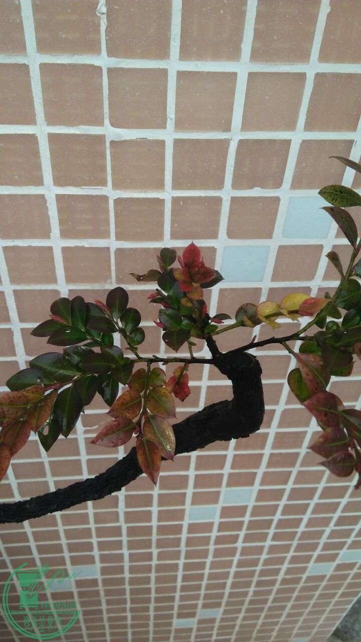 QQͼƬ20160219190501.jpg