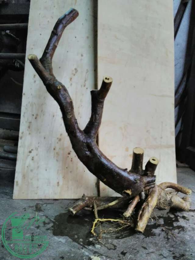psb115.jpg