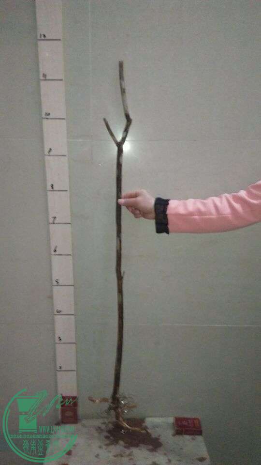QQͼƬ20160220194509.jpg