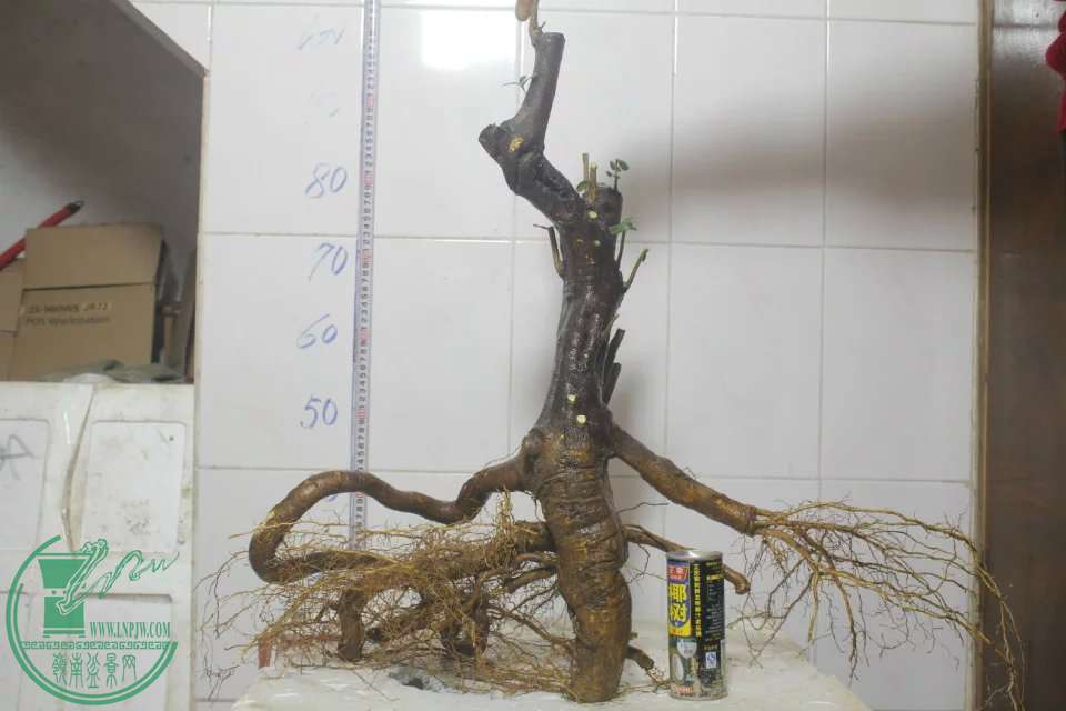 psb (27).jpg