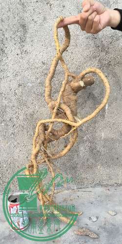 image.jpeg