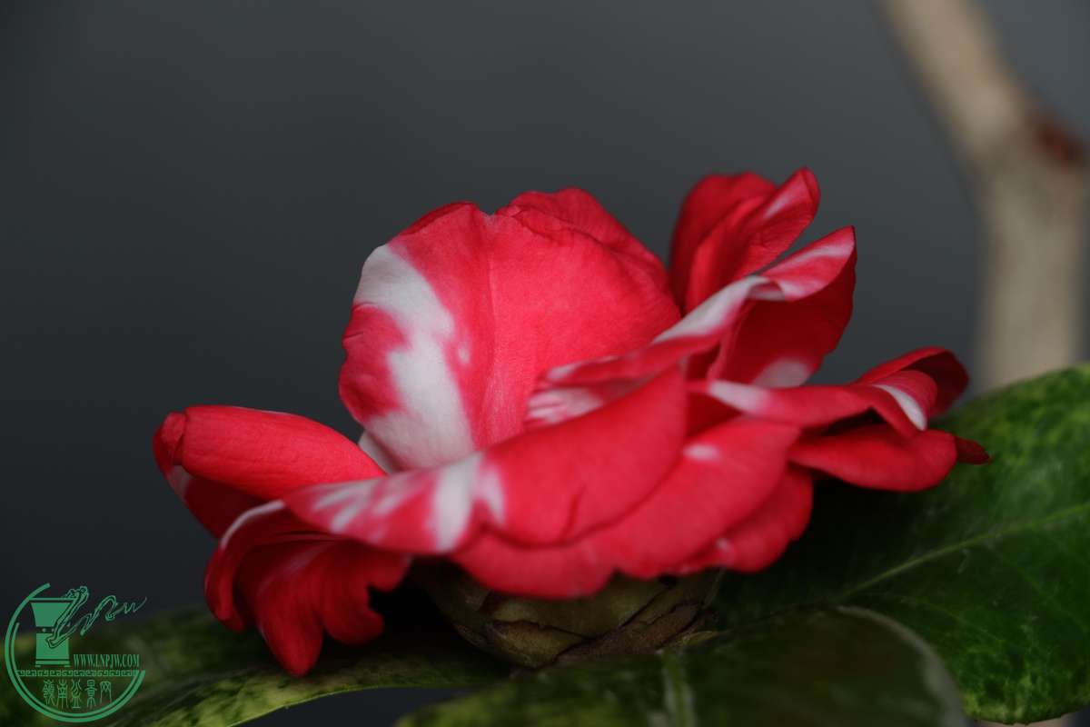 IMG_4591.JPG