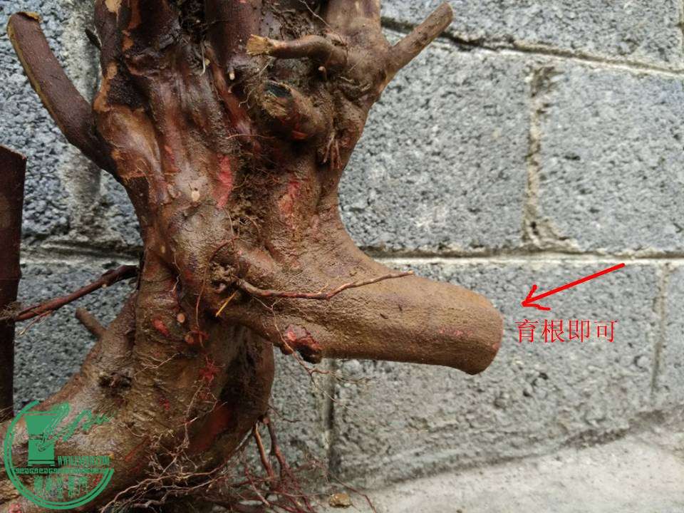 195248vk8c399wtvtr96pv.jpg.thumb.jpg