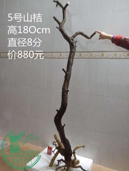 P60221-211810_.jpg