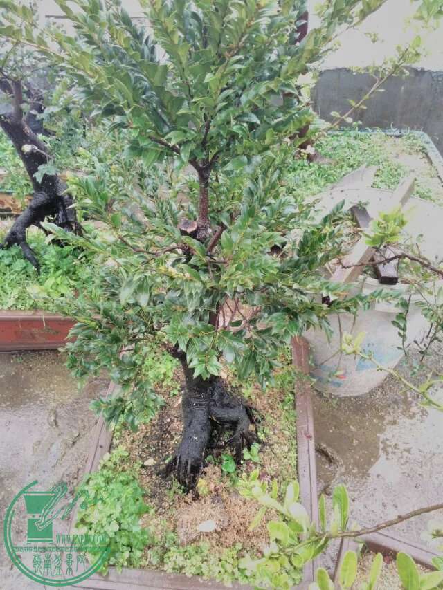 psb152.jpg