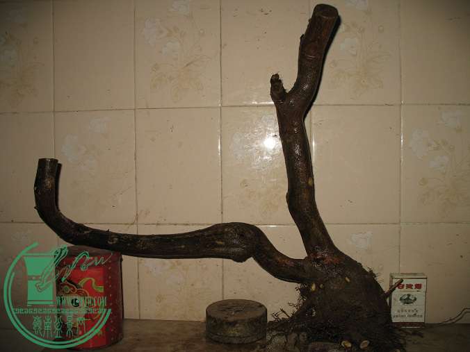 050.JPG