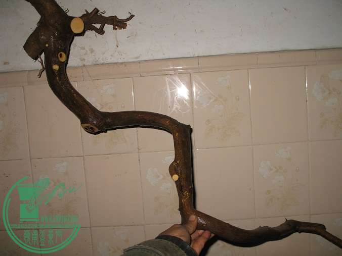 062.JPG