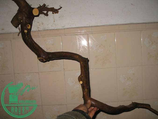 062.JPG