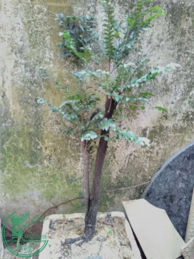 psb167.jpg