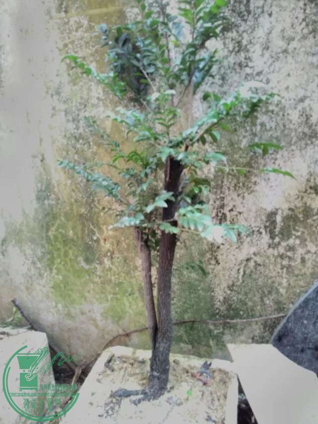 psb168.jpg